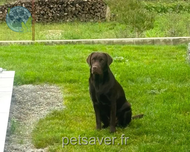 chien reunited 85670 La Chapelle-Palluau Verseau