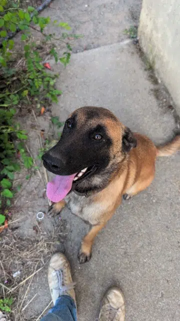 chien reunited   85230 Beauvoir-sur-Mer Viper