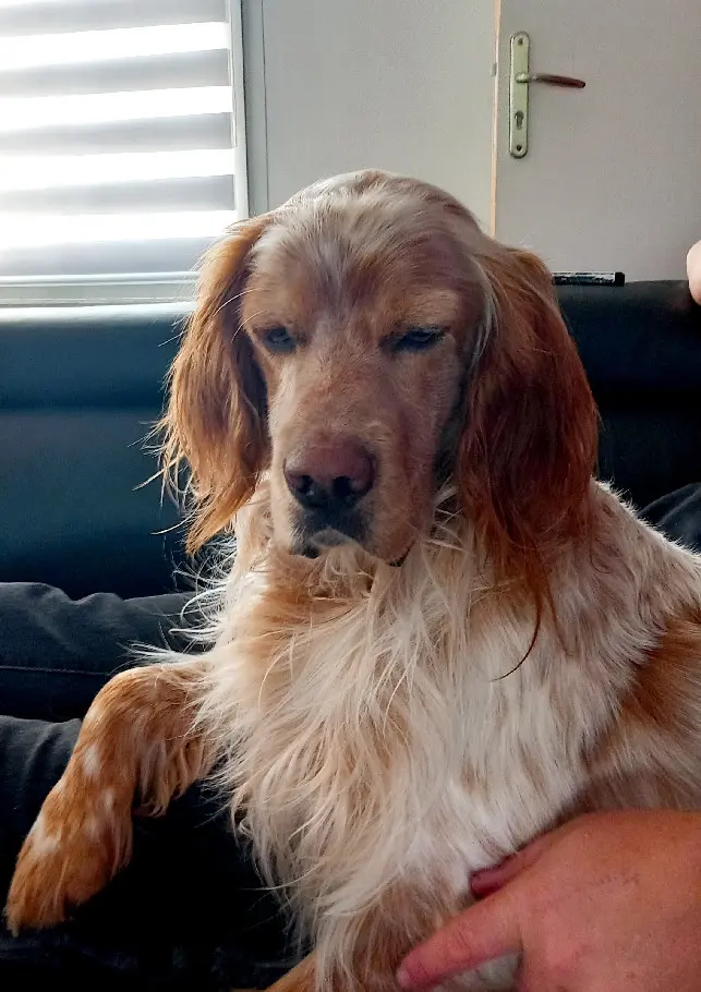 Chien Trouvé 85 Vendée Chien Trouvé 85 Vendée