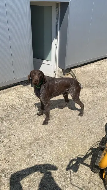 chien reunited   86200 Chalais Thanos