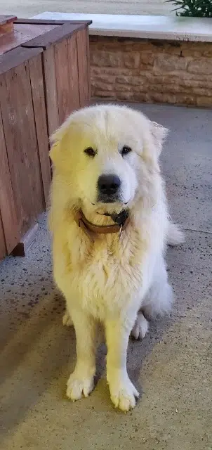 chien reunited   86480 Rouillé Vasco