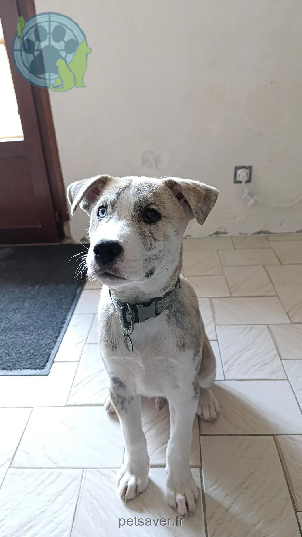 Chien Perdu 86 Vienne - Vaïko