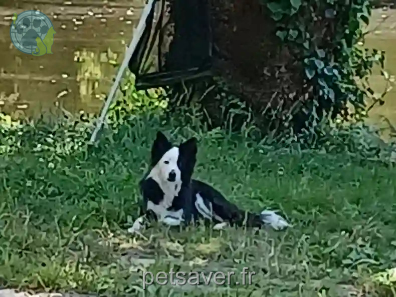 Chien Trouvé 87 Haute-Vienne - Eden Chien Trouvé 87 Haute-Vienne - Eden