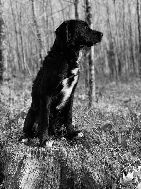 chien reunited   87800 Janailhac Get