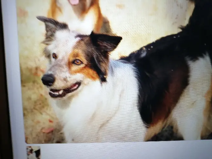 Chien Perdu 87 Haute-Vienne - Hango Chien Perdu 87 Haute-Vienne - Hango