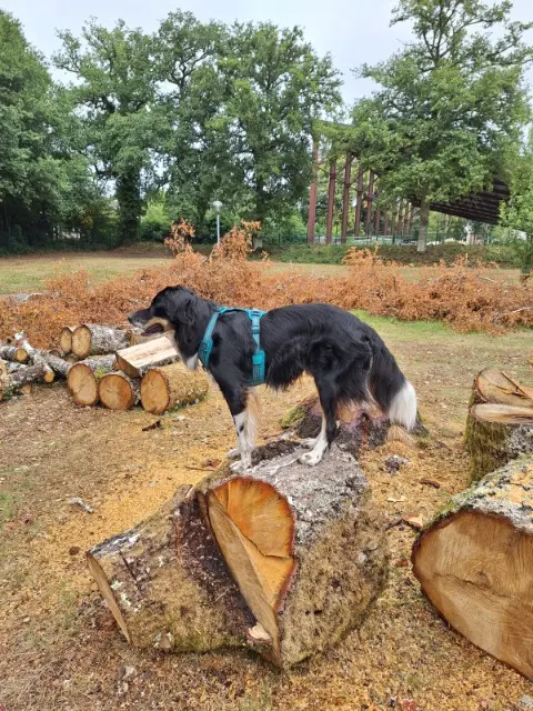 chien reunited    Limoges Udy