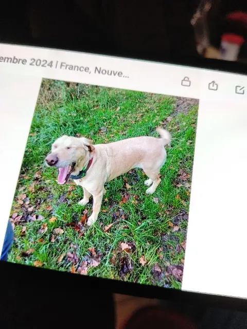 chien reunited   87600 Chéronnac Naya