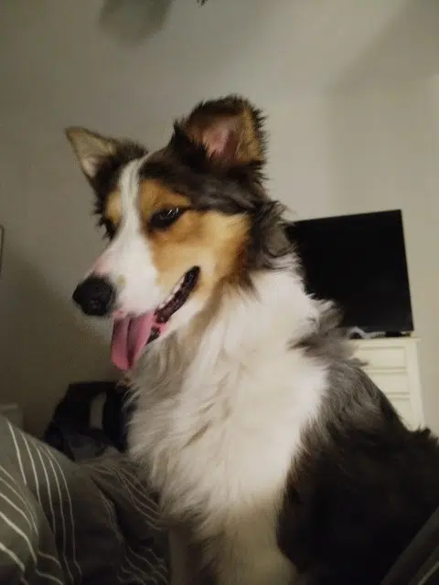 chien reunited   87130 Châteauneuf-la-Forêt Nino