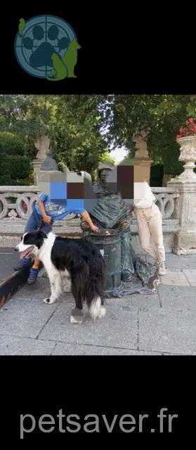 chien reunited 87200 Saint-Brice-sur-Vienne Pongo