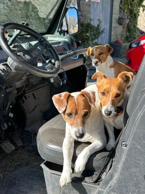 chien reunited    Saint-Pardoux-le-Lac Jack