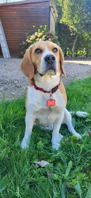 chien reunited   87430 Verneuil-sur-Vienne Stark