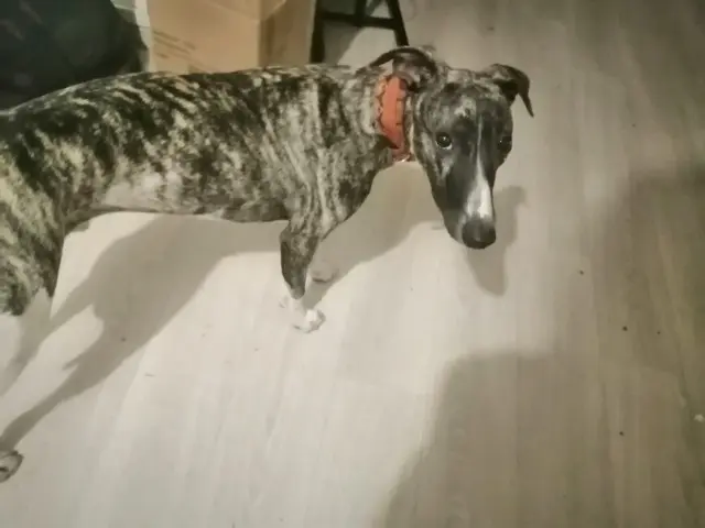 chien reunited   88600 Lépanges-sur-Vologne Vango