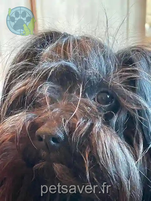 Chien Trouvé 89 Yonne - Jeryn Chien Trouvé 89 Yonne - Jeryn