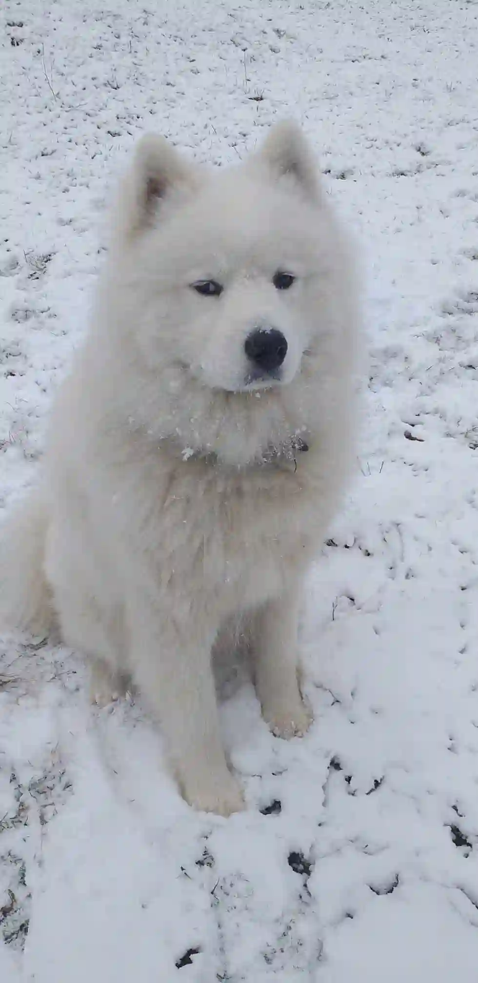 Chien Trouvé 89 Yonne - Léon Chien Trouvé 89 Yonne - Léon