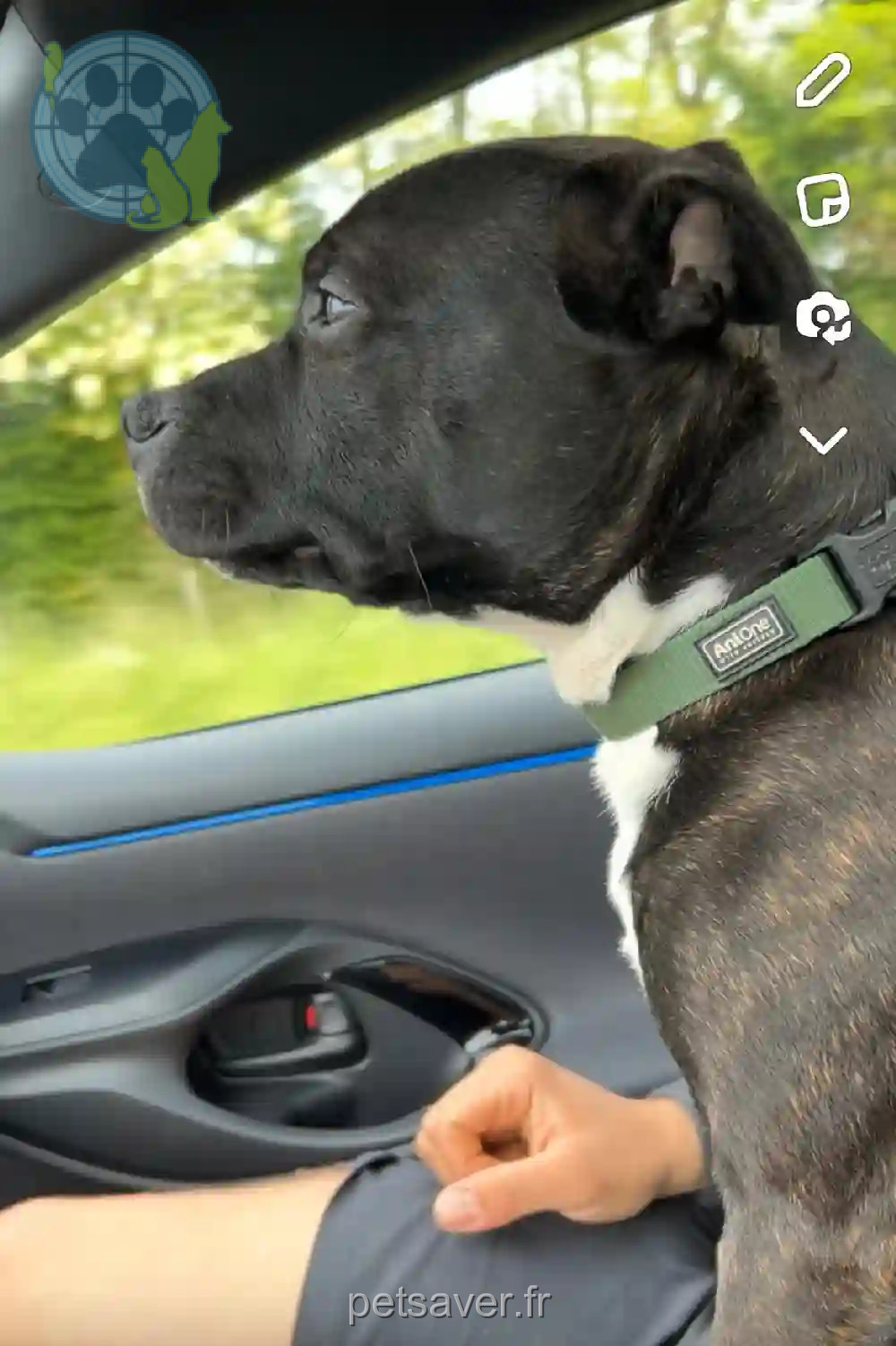 Chien Trouvé 89 Yonne - Ulk Chien Trouvé 89 Yonne - Ulk