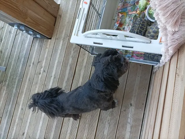 chien reunited   90500 Beaucourt Paco