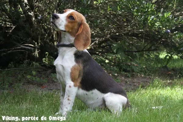 chien reunited   90100 Delle VIKING