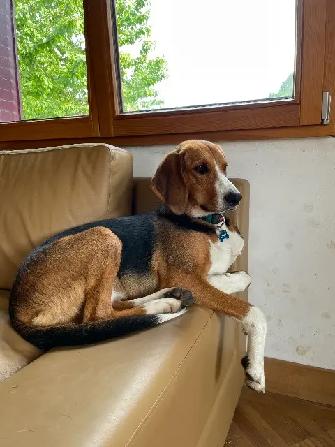 chien reunited   90850 Essert Voyou