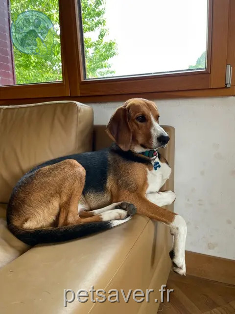 chien reunited   90850 Essert voyou