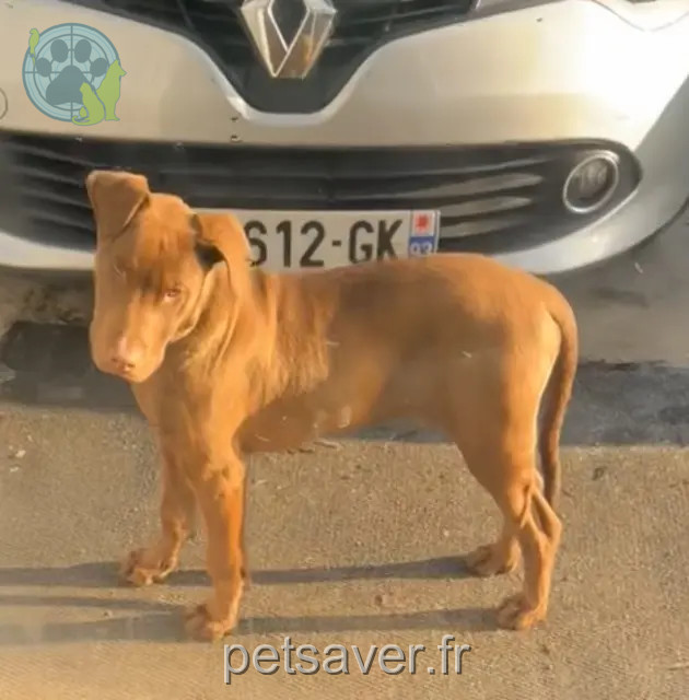 chien reunited   91420 Morangis Bosch