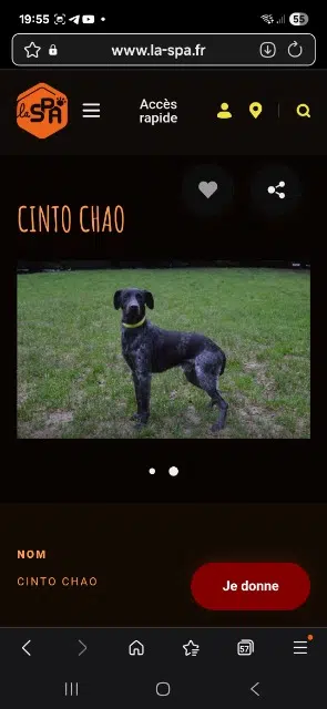 chien reunited   91590 Guigneville-sur-Essonne Cinto