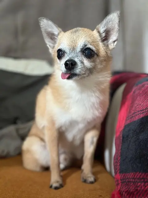 chien reunited   91390 Morsang-sur-Orge Djago