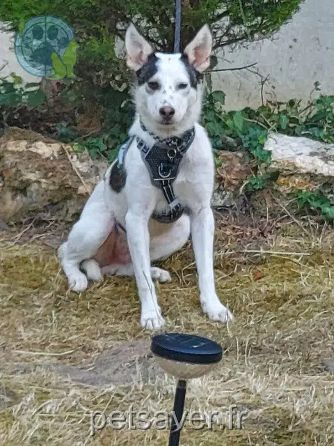 chien reunited   91230 Montgeron Flocon