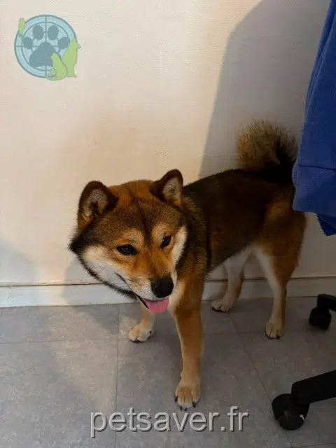 chien reunited 91940 Les Ulis Fox