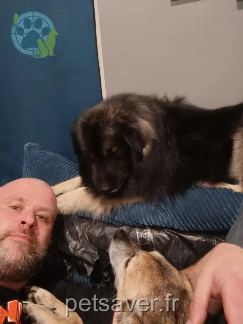 chien reunited   91540 Ormoy Hades