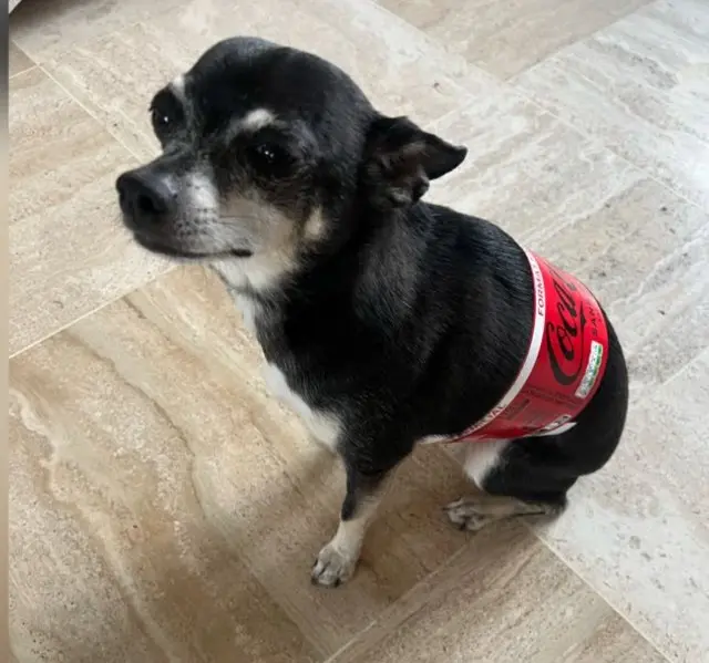 chien reunited   91390 Morsang-sur-Orge Leon