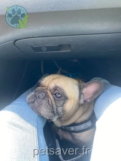 chien reunited   91510 Lardy Liam