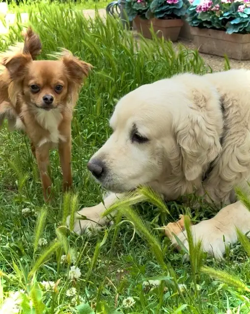 chien reunited   91330 Yerres Marley