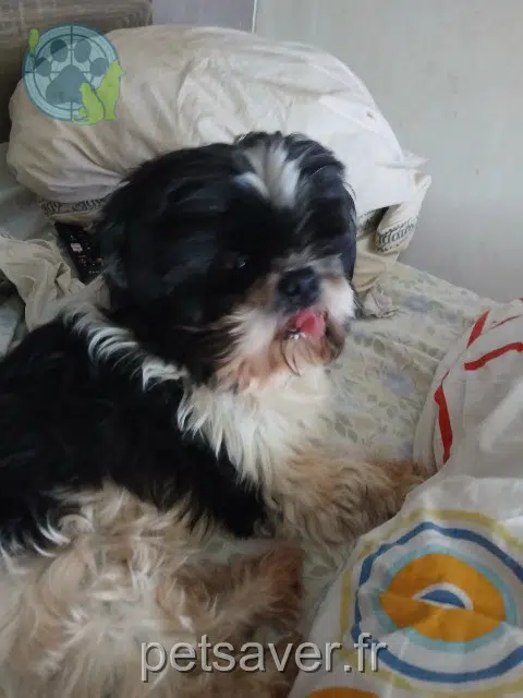chien reunited   91800 Brunoy Marty
