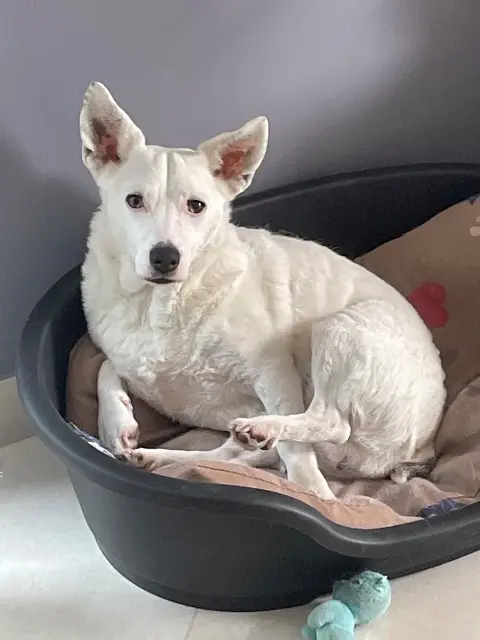 chien reunited   91200 Athis-Mons Nouky