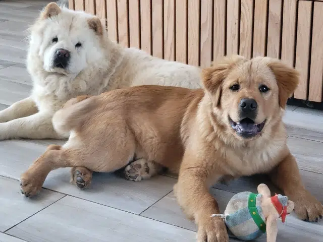 chien retrouvé 91150 Roinvilliers Songshi chien reunited 91150 Roinvilliers Songshi