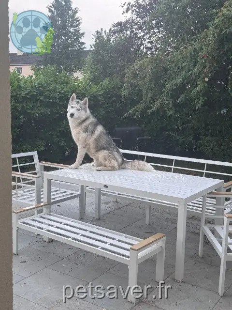 cane reunited   91120 Palaiseau Thanos