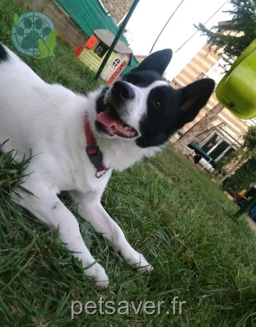 chien reunited   91170 Viry-Châtillon Tommy