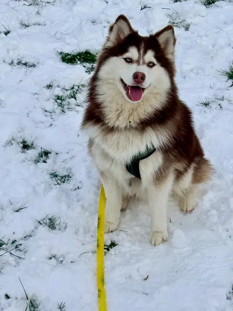 chien reunited   91650 Breuillet Unaï