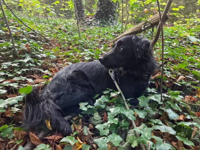 chien reunited    Meudon Baloo