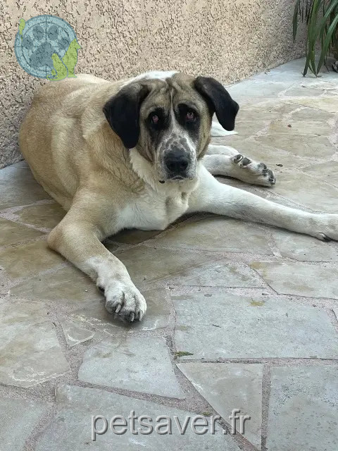 chien reunited   92100 Boulogne-Billancourt Pando