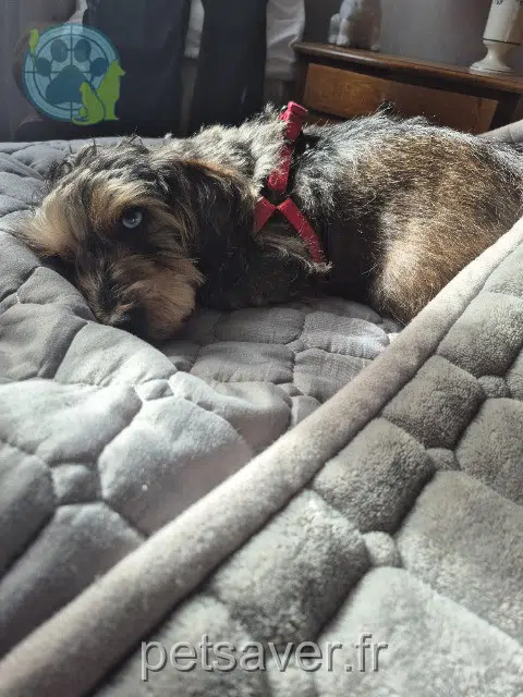 cane reunited   92320 Châtillon Gaston