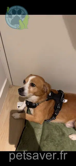 perro reunited   92600 Asnières-sur-Seine Keny