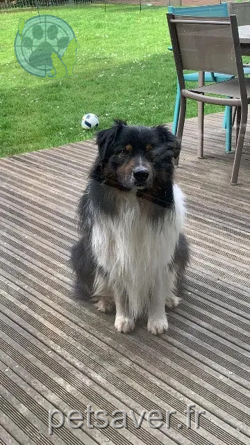 chien reunited   92500 Rueil-Malmaison Miho