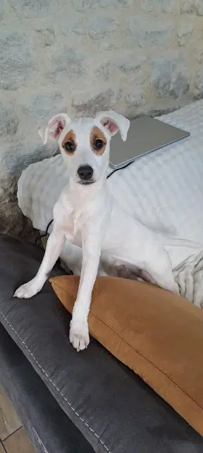 chien reunited   92600 Asnières-sur-Seine Milo