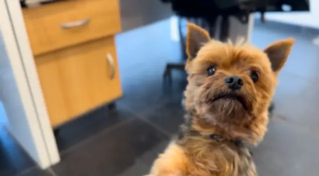 chien reunited   92230 Gennevilliers Oscar/Enzo