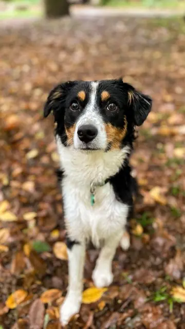 chien reunited   92350 Le Plessis-Robinson Pongo