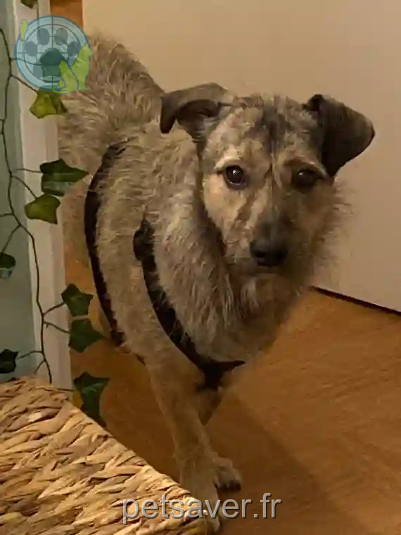 Chien Trouvé 92 Hauts-de-Seine - Twix Chien Trouvé 92 Hauts-de-Seine - Twix