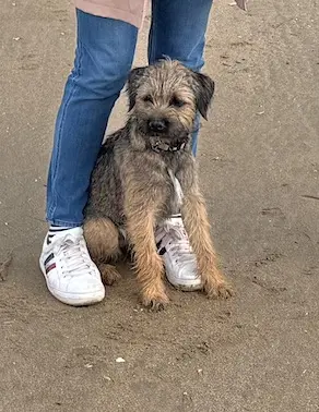 chien reunited   92400 Courbevoie VASCO