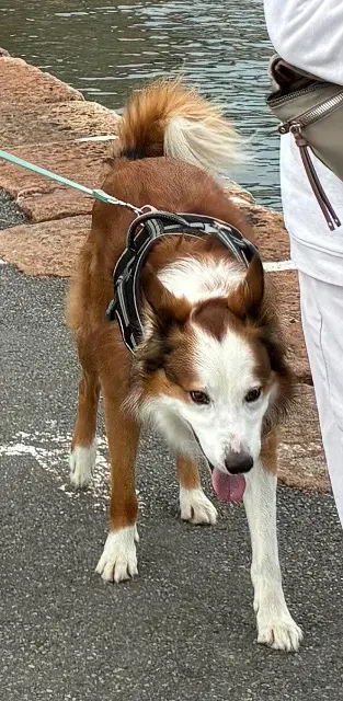 chien reunited   93160 Noisy-le-Grand Django