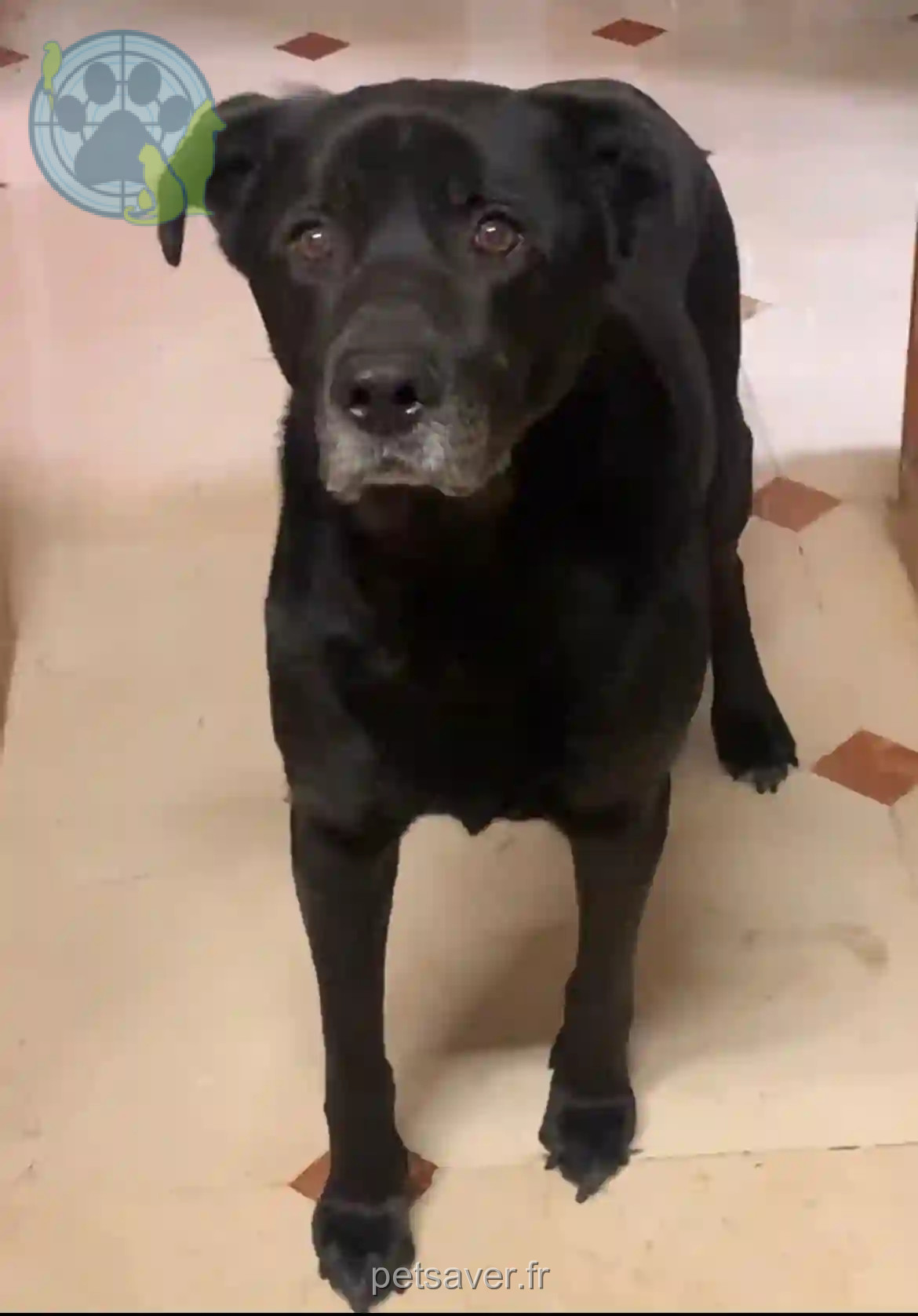 Chien Trouvé 93 Seine-Saint-Denis - Labrador-noir-/-boss Chien Trouvé 93 Seine-Saint-Denis - Labrador-noir-/-boss